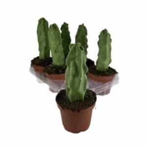Lophocereus Schotti Mons in Pot 13cm
