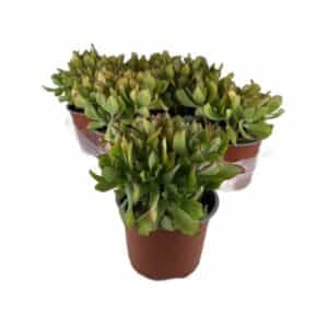 Crassula Arborescens Blue Hale in Pot 13cm