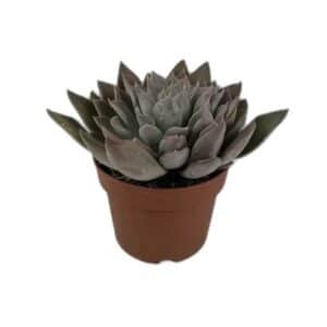 Echeveria Silver Queen in Pot 17cm