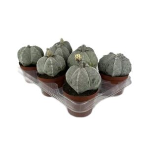Astrophytum Myriostigma in Pot 10.5cm