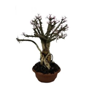 Pachycereus Bispinosum in Bowl 20cm