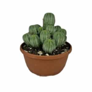Euphorbia Fruticosa Inermis in Ciotola 20cm