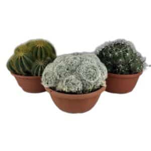 Cactus Globular Mix in Pot 20cm