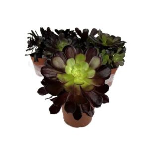 Aeonium Velour in Pot 13cm