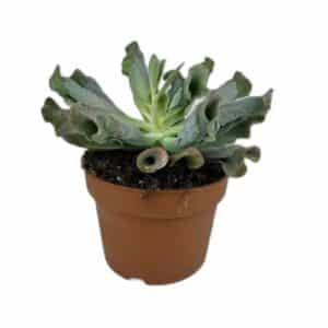 Echeveria Culibra in Pot 17cm