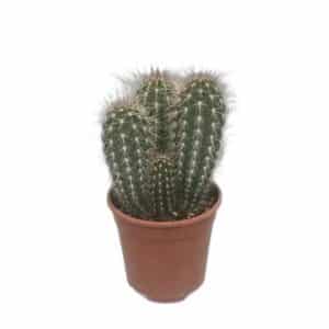 Pachycereus Pringlei in Pot 17cm
