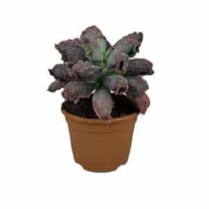 Echeveria Gibbiflora in Pot 17cm