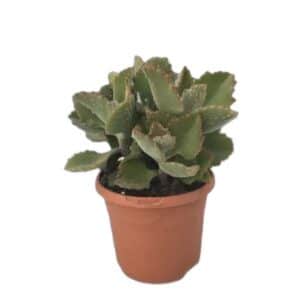 Kalanchoe Beharensis in Pot 17cm