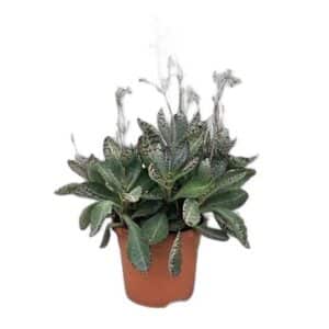 Kalanchoe Humilis in Pot 17cm