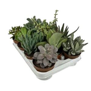 Succulent Mix in Pot 10cm