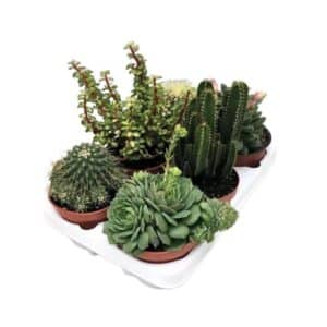 Cactus Mix in Pot 13cm
