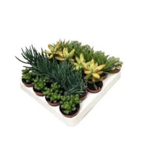 Succulent Mix in Pot 5.5cm
