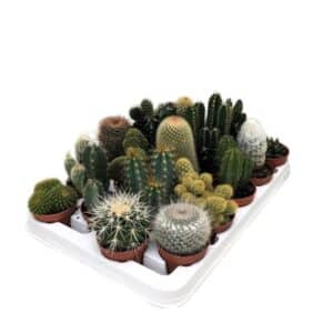 Cactus Spinosa Mix in Pot 6.5cm