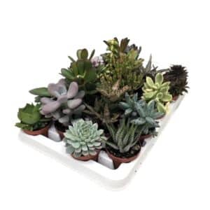 Succulent Mix in Pot 6.5cm