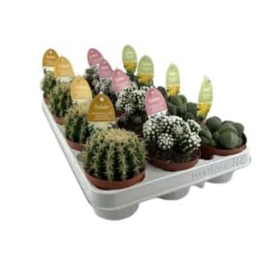 Cactus Spinosa Mix in Pot 8.5cm