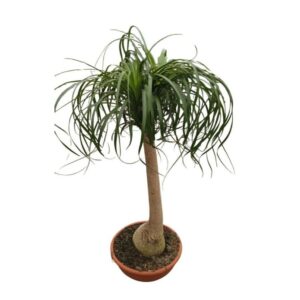 Beucarnea in Ciotola 40cm H120cm