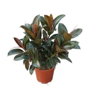 Ficus Cespuglio Melany in Pot 24cm