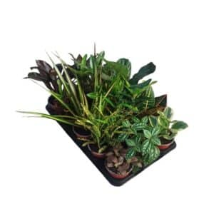 House Plants Mix in Pot 10cm