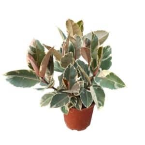 Ficus Cespuglio Tineke in Pot 24cm