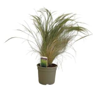 Stipa Tenuissima in Pot 18cm Lt3.3