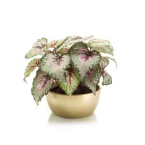 Artificial Begonia Leaves Bush Grey/Pink H30 in Pearlgold Pot