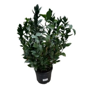 Ruscus In Pot 21cm