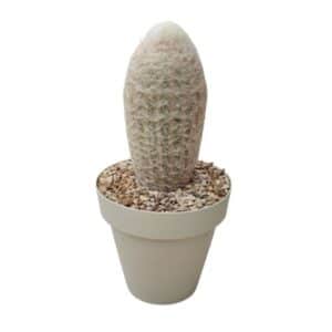 Espostoa Lanata in Pot 16cm