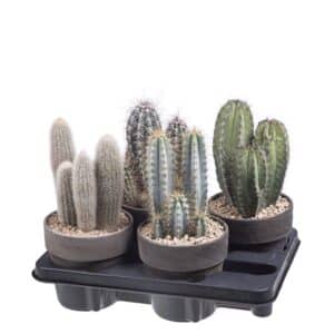 Columnary Cactus Mix in Terracotta Pot 15cm