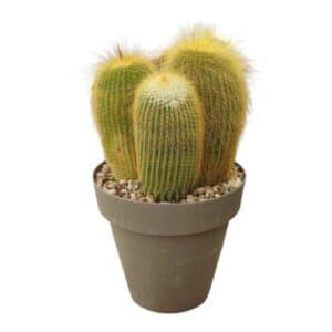 Notocactus Leninghausii in Pot 16cm
