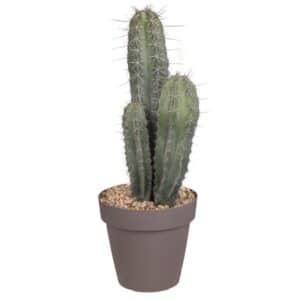 Lemaireocereus Stellatus in Pot 20cm