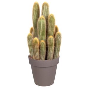Vatricania Guentheri in Pot 25cm