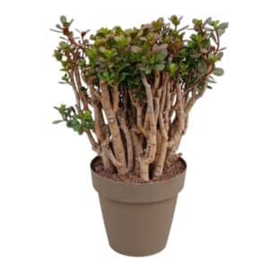 Crassula Ovata Minima in Pot 25cm