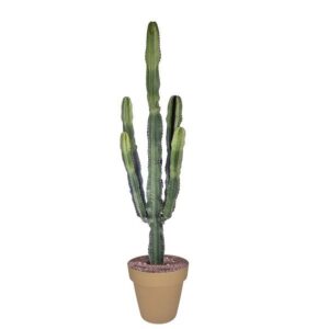 Euphorbia Eritrea in Pot 30cm H150cm