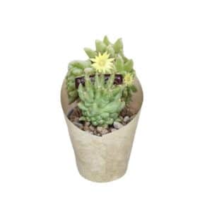 Dolichothele Longimamma Mostruosa in Pot 6.5cm