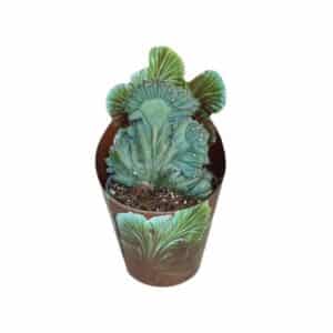 Myrtillocactus Geometrizans Crestato in Pot 6.5cm