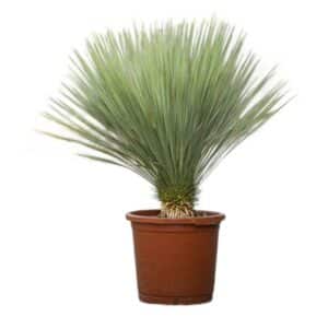 Yucca Rostrata in Pot 35cm Trunk 10-20cm