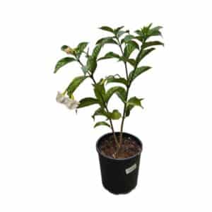 Tabernaemontana in Pot 18cm