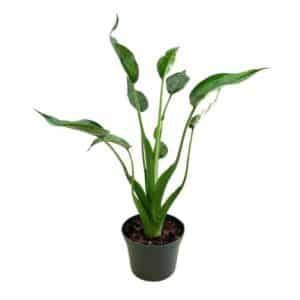 Alocasia Tiny Dancers in Pot 17cm