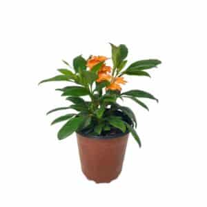 Crossandra in Pot 14cm