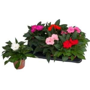 Impatiens New Guinea in Pot 12cm