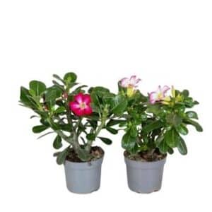 Adenium Obesum in Pot 13cm