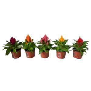 Celosia arg. (Plumosa) in Pot 10.5cm
