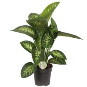 Dieffenbachia seg. 'Reeva' in Pot 17cm