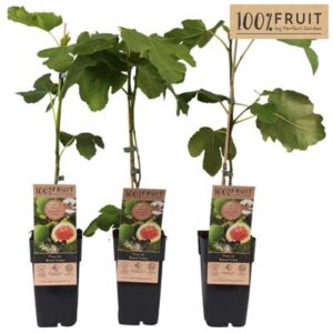 Ficus carica 'Brown Turkey' in Pot 15cm