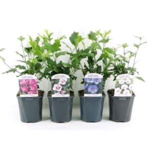 Hibiscus Syriacus in Pot 17cm
