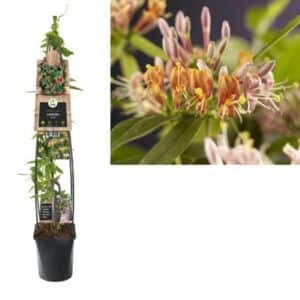 Lonicera Climbing Henryi in Pot 23cm