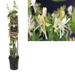Lonicera Climbing Periclymenum in Pot 23cm