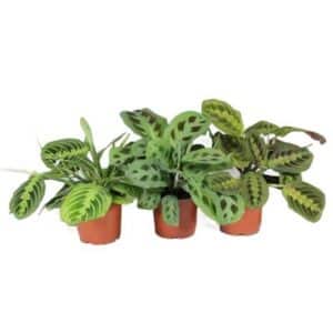 Maranta leuconeura in Pot 12cm
