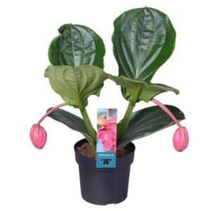 Medinilla Magnifica 'Flamenco' in Pot 17cm