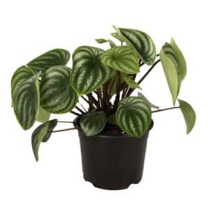 Peperomia Argyreia Melon XL in Pot 17cm